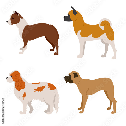 Collection of purebred dogs isolated on white