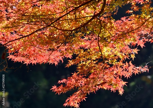 日本の山の中の紅葉した楓