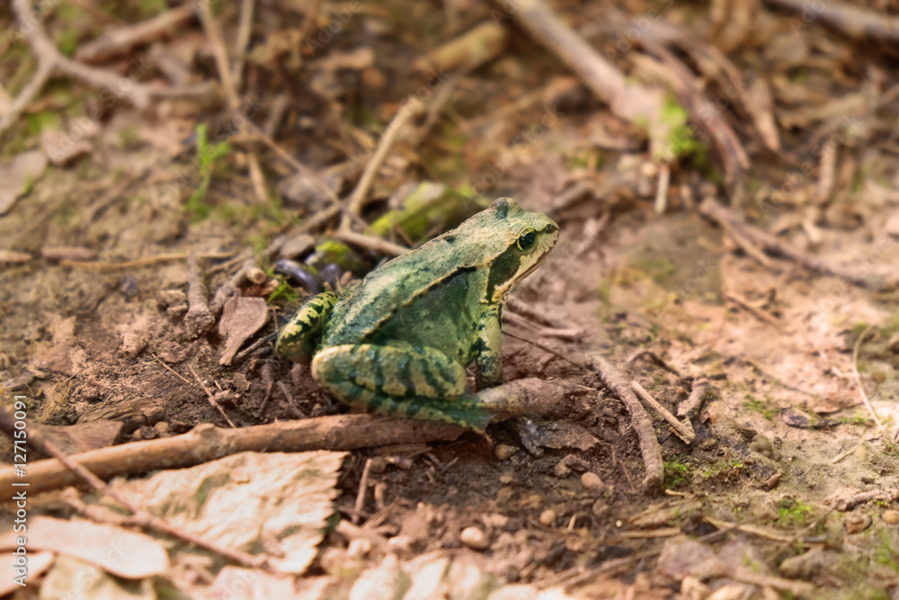 Small frog in forest Small frog in forest