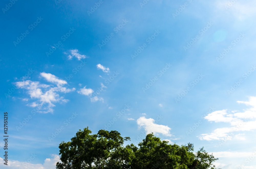 Tree top with clouds in blue sky background