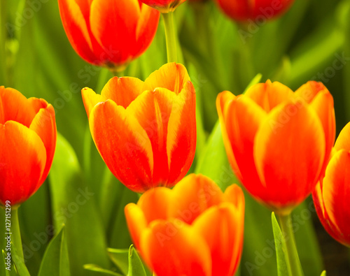 Closeup shot of bright blooming tulip.
