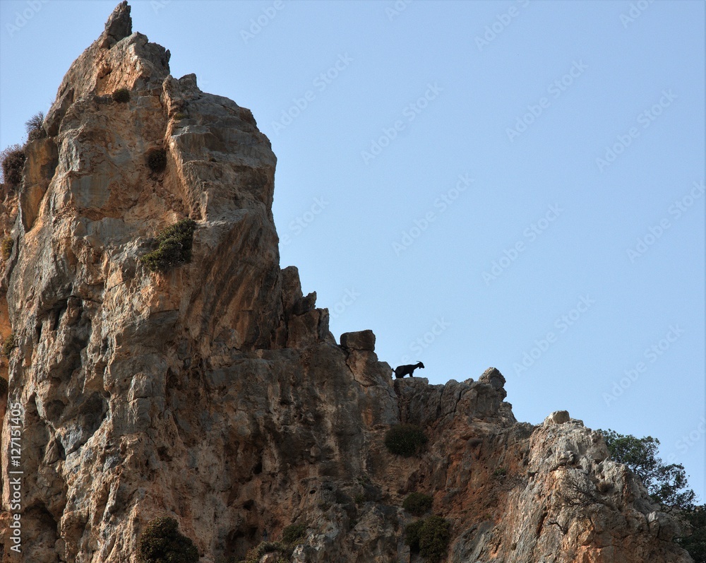 Fototapeta premium Goat in mountain
