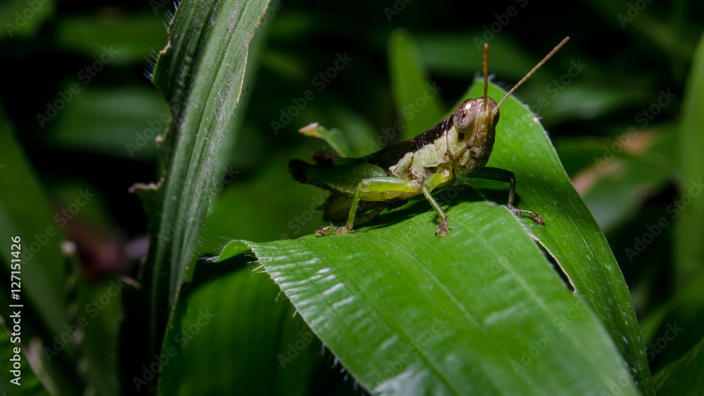 Grasshopper on green grass leaf Grasshopper on green grass leaf