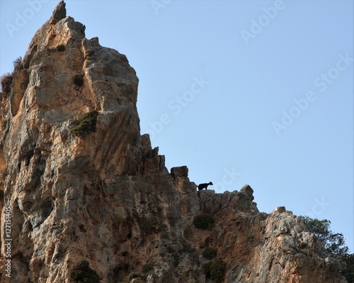 Goat in mountain