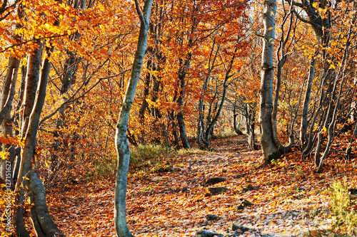 Yellow red trees leaves on autumn forest. Colourful wood