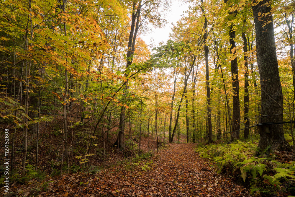 a forest with maple syrup lines in the fall in Vermont, New England a forest with maple syrup lines in the fall in Vermont, New England