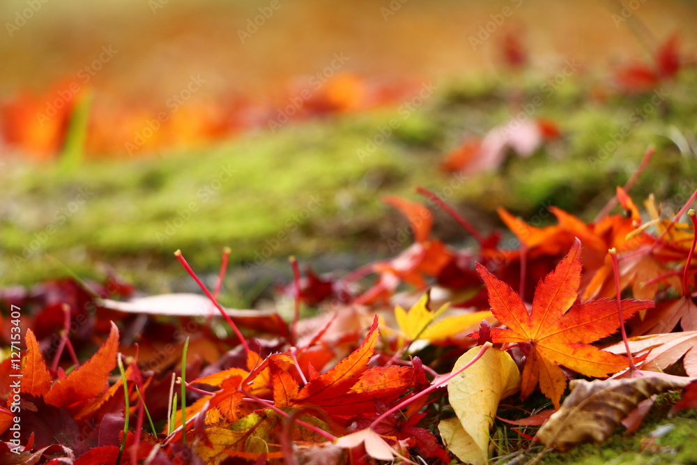 紅葉 紅葉