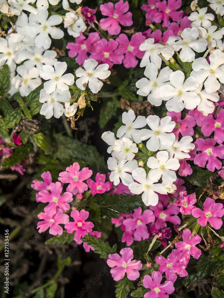 White and pink flowers on a garden White and pink flowers on a garden
