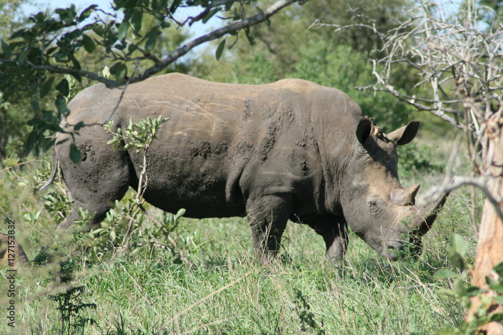 Obraz premium Rhinocerous