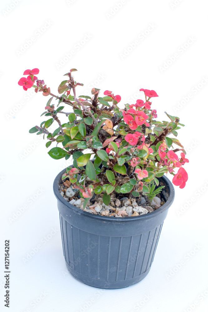 Ope Sian flower (Euphorbia milii) small red pot black. Cut the w