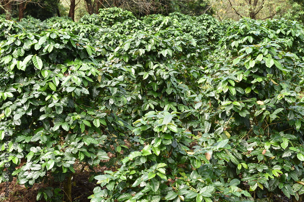 Coffee beans ripening on a tree. Coffee beans ripening on a tree.