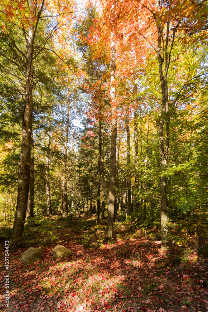 a forest in the Adirondacks in the fall