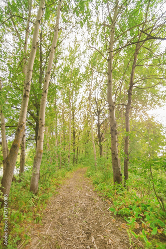 Fototapeta Naklejka Na Ścianę i Meble -  Path in the green forest