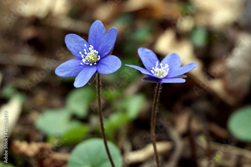 Anemone hepatica - blue beauty at spring time