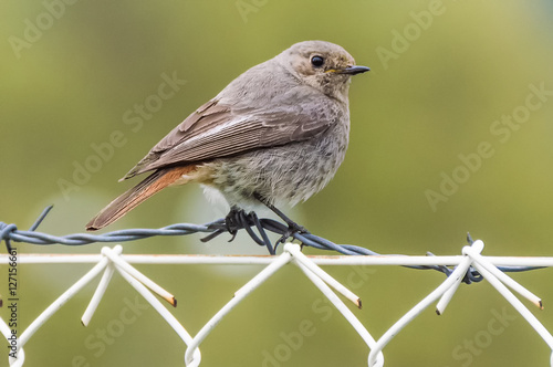 The sparrow on barbed wire photo