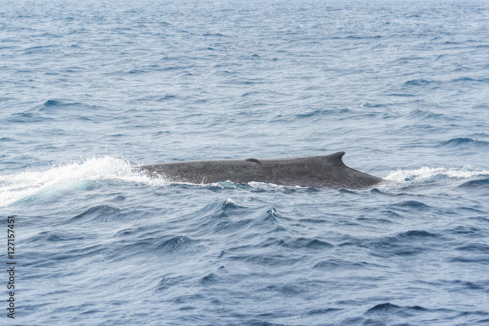 Fototapeta premium Blue Whale near Mirrisa, Sri Lanka