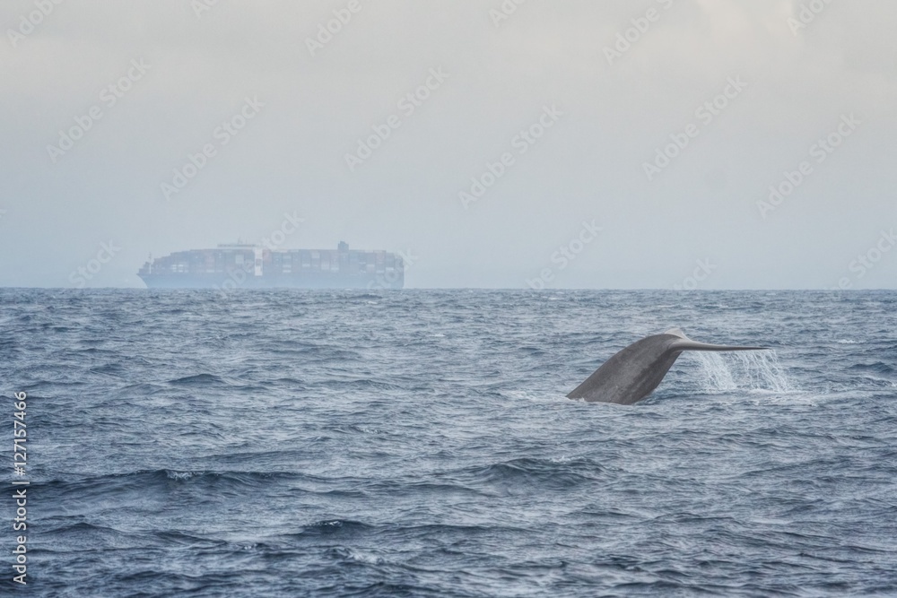 Naklejka premium Blue Whale with Cargo Ship in the Background near Mirrisa, Sri Lanka