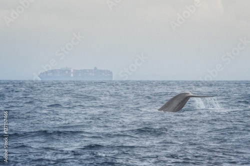 Blue Whale with Cargo Ship in the Background near Mirrisa, Sri Lanka
