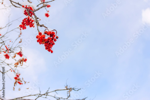 Red rowan berries and twigs against the blue sky and clouds in t