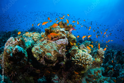 Fototapeta Naklejka Na Ścianę i Meble -  Tropical fish