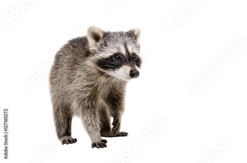 Curious raccoon walking isolated on white background © sonsedskaya
