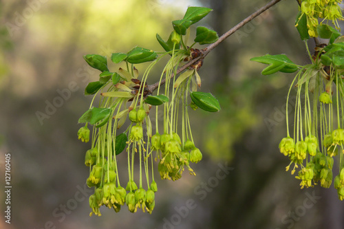 Acero minore (Acer monspessulanum) - infiorescenza photo