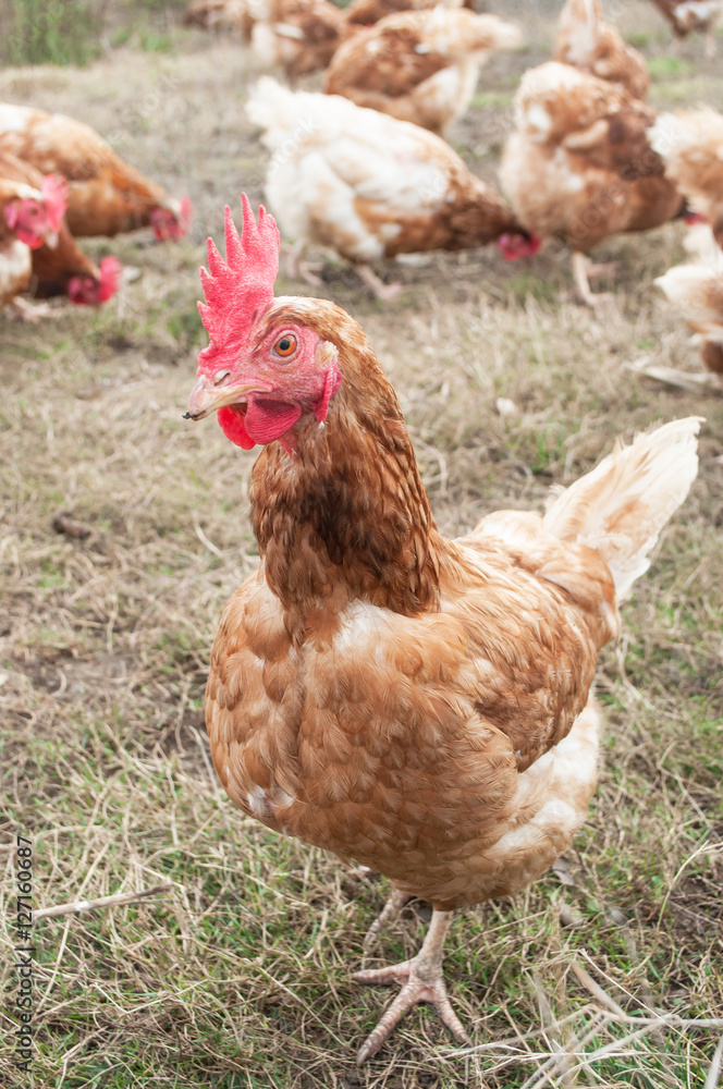 Fototapeta premium poulets dans un élevage en plein air