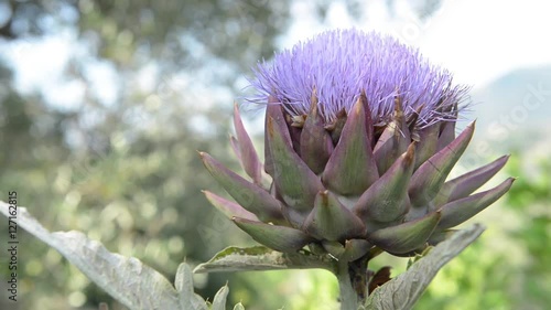 Carciofo aperto in fiore