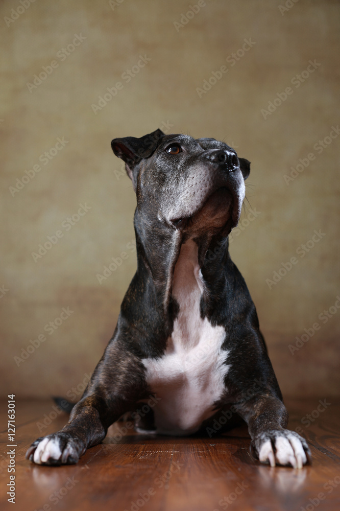 American Staffordshire Terrier im Studio liegend American Staffordshire Terrier im Studio liegend