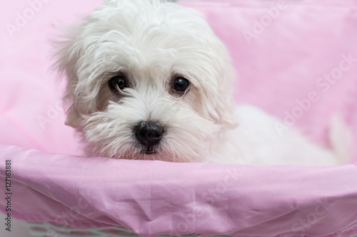 Cachorro de Bichón Maltés en cesta de mimbre con fondo rosa.