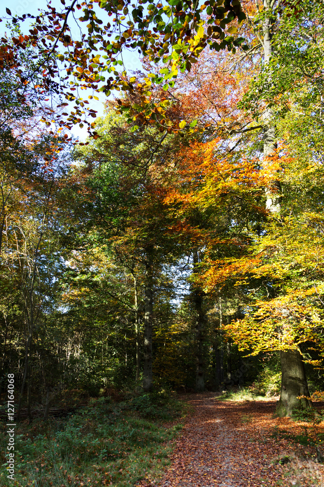 Woodland scene with yellow and brown autumn leaves Woodland scene with yellow and brown autumn leaves