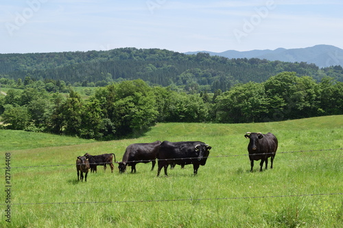 Wallpaper Mural 牛の放牧 ／ 山形県鶴岡市羽黒町川代にある月山高原牧場で、牛の放牧風景を撮影した写真です。この牧場は、約100haの緑のジュウタンが広がり、雄大な高原の中で牛や羊を眺められます。牛を放牧すると足腰が丈夫になる、広々とした牧場で運動することにより健全な牛になる、管理の手間が省ける、エサ代の削減など良いこと尽くしです。高原からの眺めは最高で、ひそかな観光ポイントになっています。 Torontodigital.ca