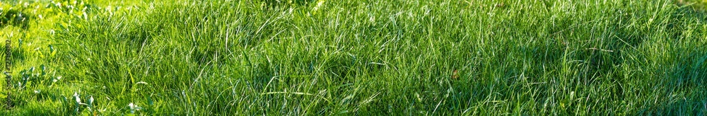 fresh spring green grass fresh spring green grass