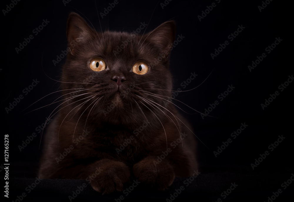 Dark british shorthair chocolate cat Dark british shorthair chocolate cat