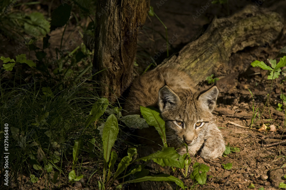 Fototapeta premium Junger Luchs