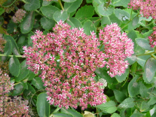 pink elder flowers