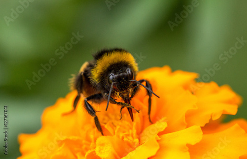 bumblebee sitting on flower © percent