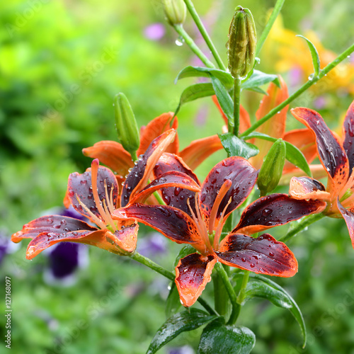 Fototapeta Naklejka Na Ścianę i Meble -  Blumen 614