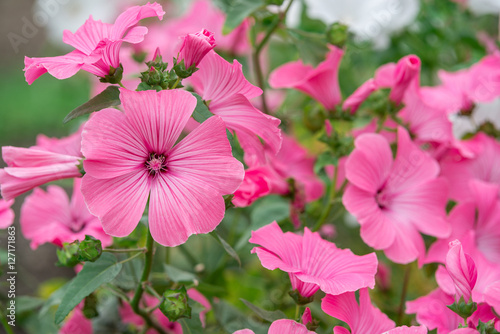 Flowers Lavatera trimestris