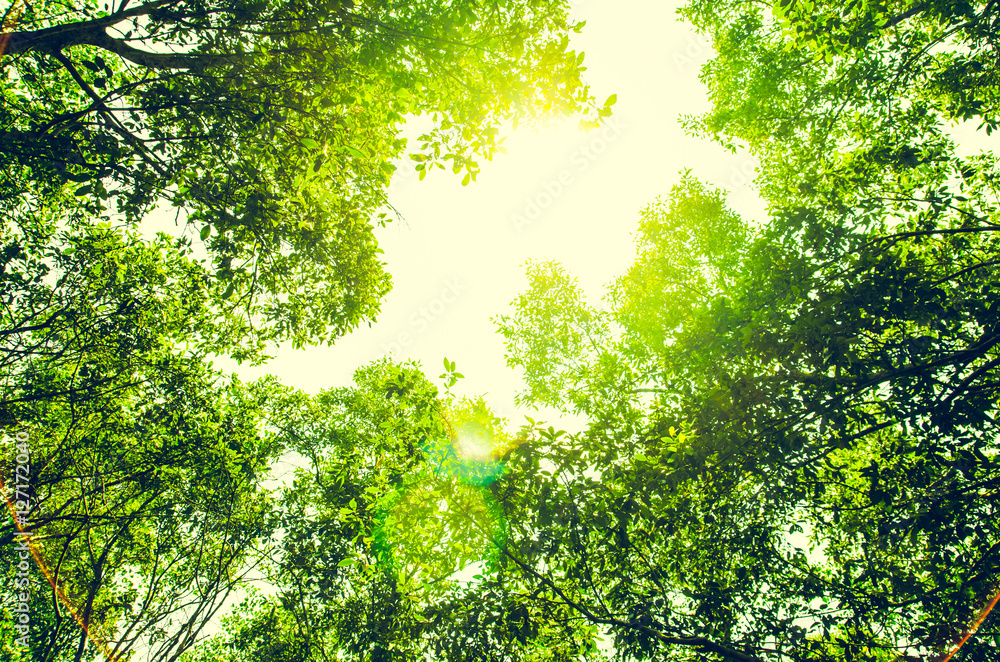 Fototapeta fresh green forest with sunlight ,vintage style photo