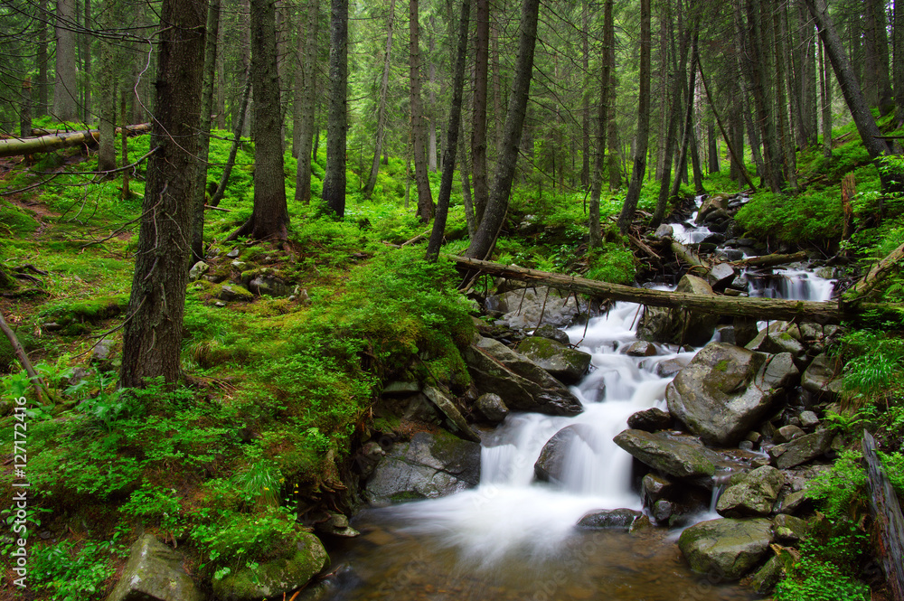 River in the woods River in the woods