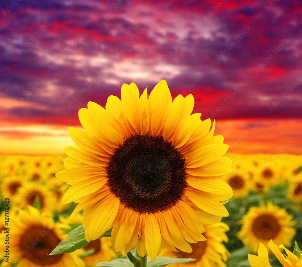 Fototapeta premium sunflowers and sun