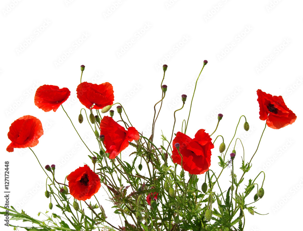 Fototapeta premium red poppies on white