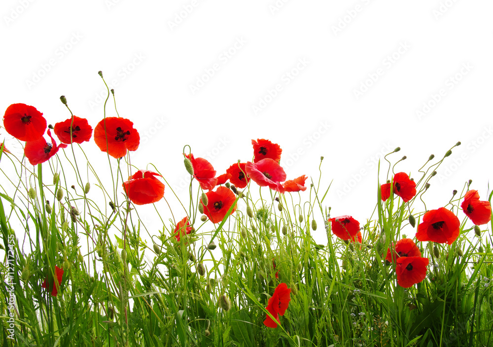 Naklejka premium red poppies on white