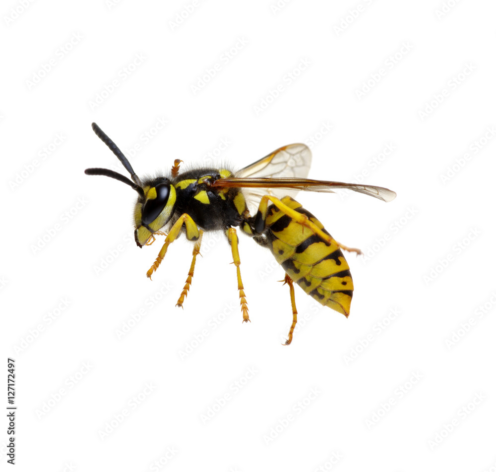 wasp isolated on white wasp isolated on white