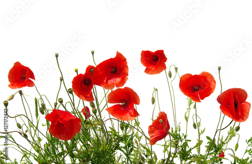 red poppies on white