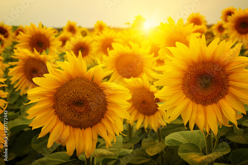 Fototapeta Naklejka Na Ścianę i Meble -   sunflowers and sun