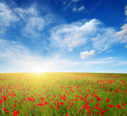 Fototapeta Naklejka Na Ścianę i Meble -  Red poppies on field