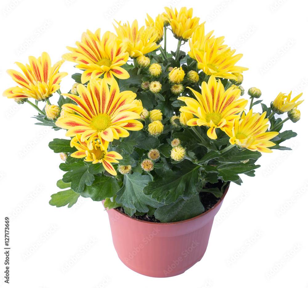 yellow chrysanthemum flower in the terracotta pot isolated on white background in macro lens shot