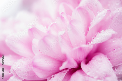 pink chrysanthemum flower and water drops in macro lens shot small DOF © Sodel Vladyslav